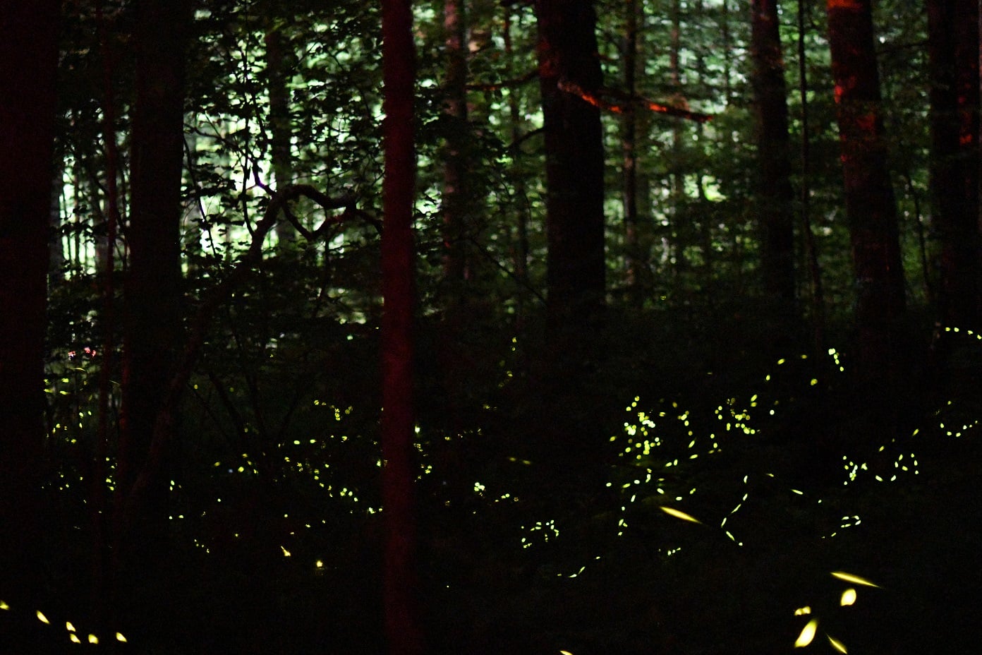 The Synchronous Fireflies of the Great Smoky Mountains